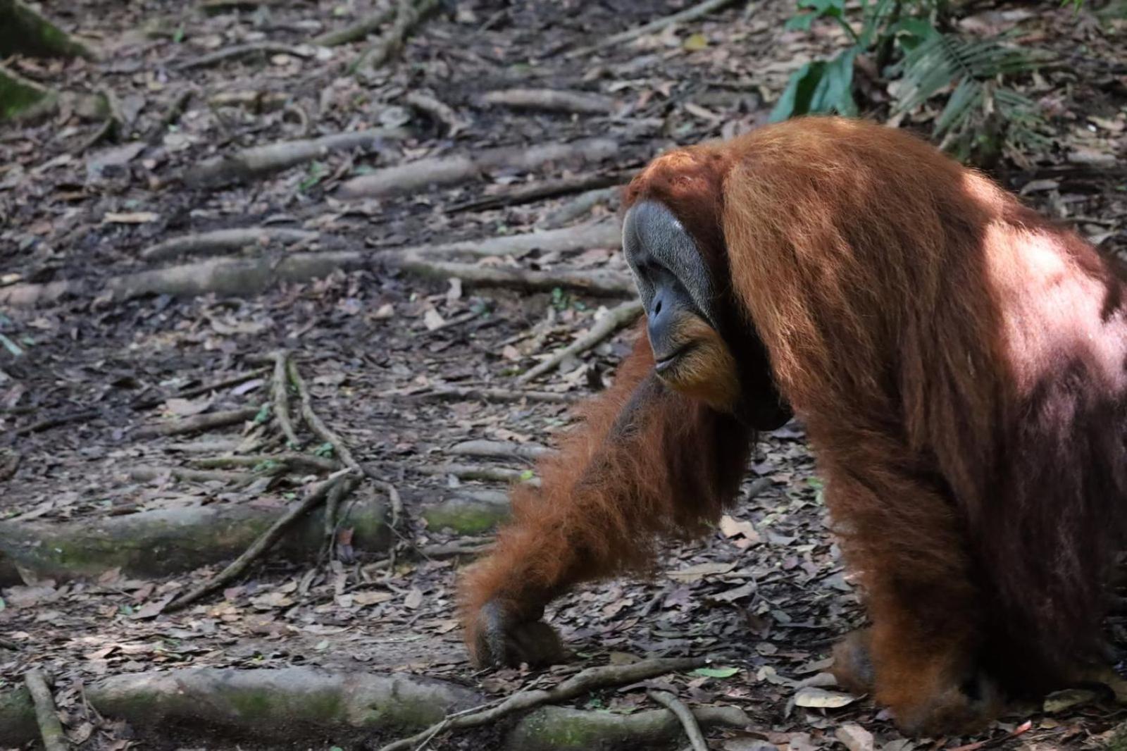 R5 Keramba Inn Bukit Lawang Eksteriør bilde
