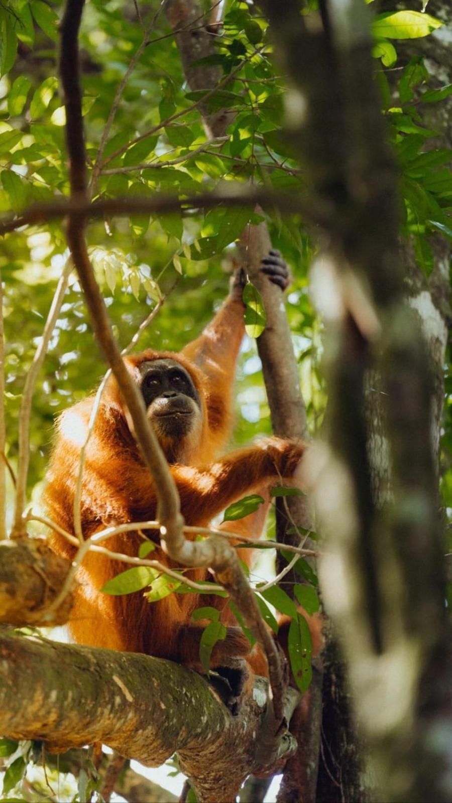 R5 Keramba Inn Bukit Lawang Eksteriør bilde