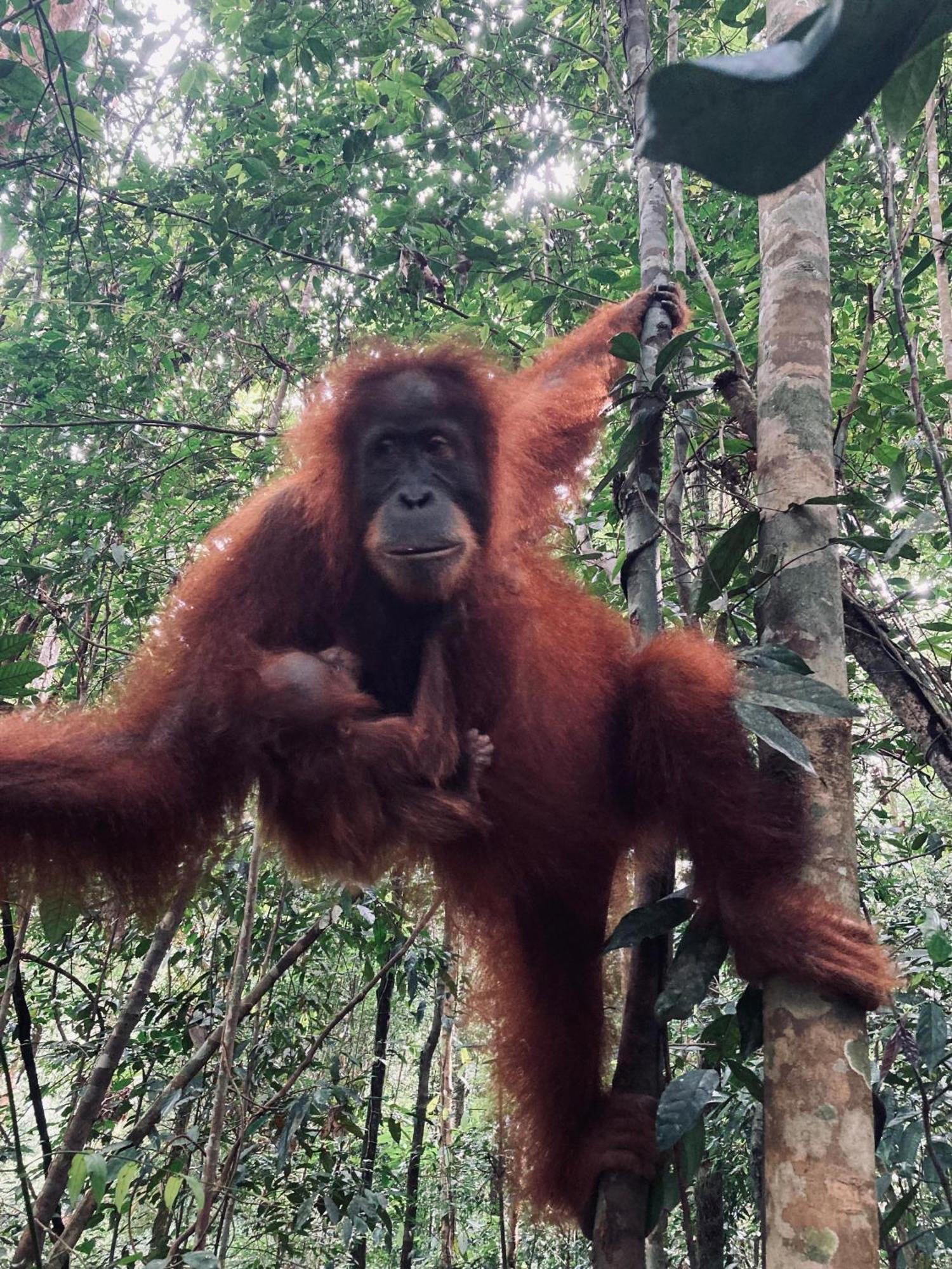 R5 Keramba Inn Bukit Lawang Eksteriør bilde